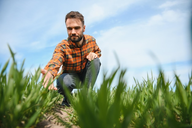 Un joven agricultor inspecciona la calidad de los brotes de trigo en el campo El concepto de agricultura