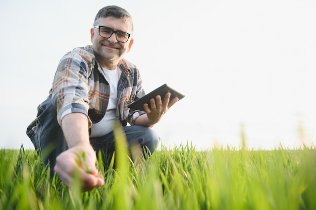 Un joven agricultor inspecciona la calidad de los brotes de trigo en el campo El concepto de agricultura