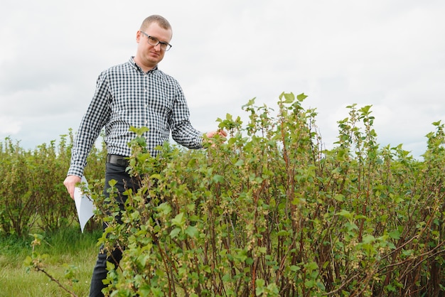 Joven agricultor inspecciona campo de grosellas