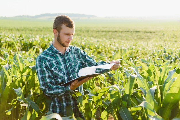 Joven agricultor inspecciona un campo de maíz verde. Industria agrícola.