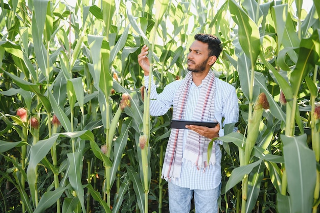 Joven agricultor o agrónomo indio en el campo de maíz El concepto de agricultura