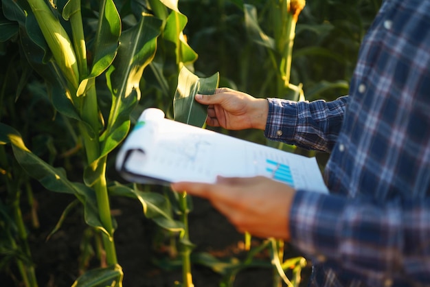 Joven agricultor de pie en el campo de maíz examinando el cultivo Concepto de cuidado de la cosecha