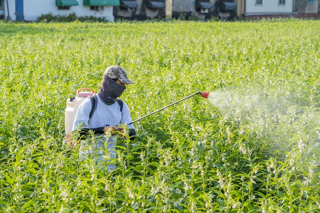 Un joven agricultor rociando pesticidas (productos químicos agrícolas) en su propio campo de sésamo