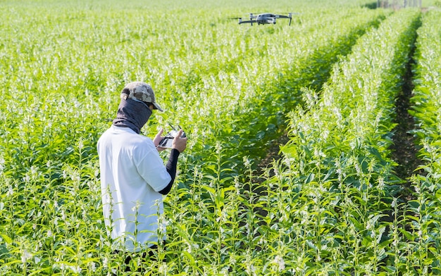 Un joven agricultor técnico está usando un dron de navegación por control remoto que rastrea la granja para monitorear el crecimiento de los cultivos de sésamo en la mañana, concepto de Tecnología 4.0