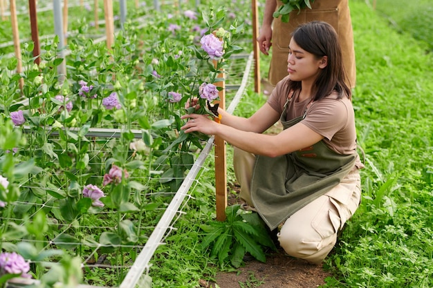 Joven agricultora o florista que cuida las flores de eustoma púrpura