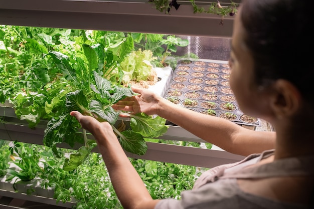 Joven agricultora o seleccionista sosteniendo hojas verdes de una de las plantas en crecimiento durante el trabajo en invernadero