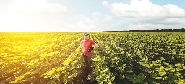 Un joven agrónomo examina plantas jóvenes de girasol en tierras agrícolas Agricultor en un campo verde de girasoles en un día soleado