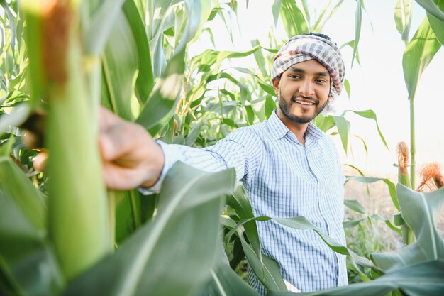 Joven agrónomo indio en el campo de maíz