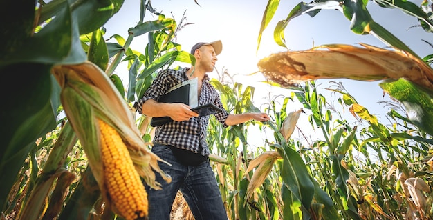 Un joven agrónomo inspecciona la calidad de la cosecha de maíz en tierras agrícolas Granjero en un campo de maíz en un día caluroso y soleado