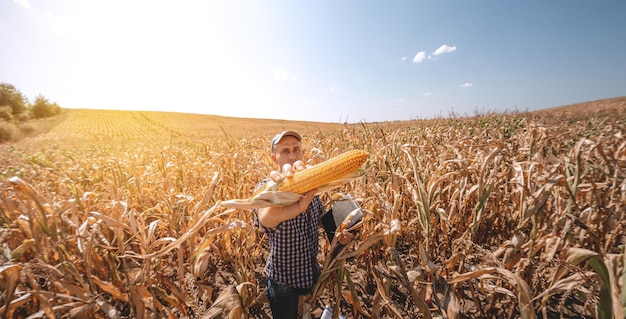 Un joven agrónomo inspecciona la calidad de la cosecha de maíz en tierras agrícolas Granjero en un campo de maíz en un día caluroso y soleado