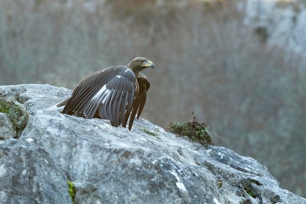 Joven águila dorada hembra en una zona montañosa de un bosque de robles y hayas eurosiberiano a las primeras luces