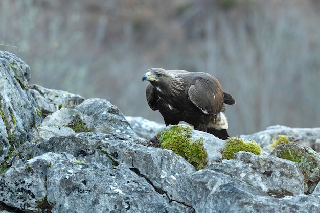Joven águila dorada hembra en una zona montañosa de un bosque de robles y hayas eurosiberiano a las primeras luces