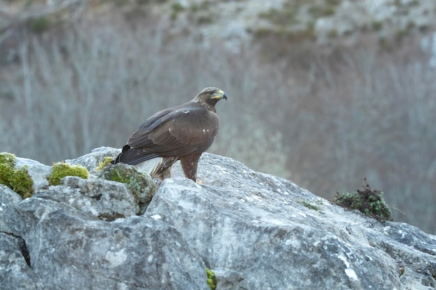 Joven águila dorada hembra en una zona montañosa de un bosque de robles y hayas eurosiberiano a las primeras luces