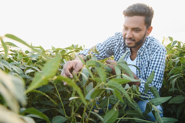 Foto un joven y apuesto agrónomo indio está trabajando en un campo de soja y estudiando el cultivo