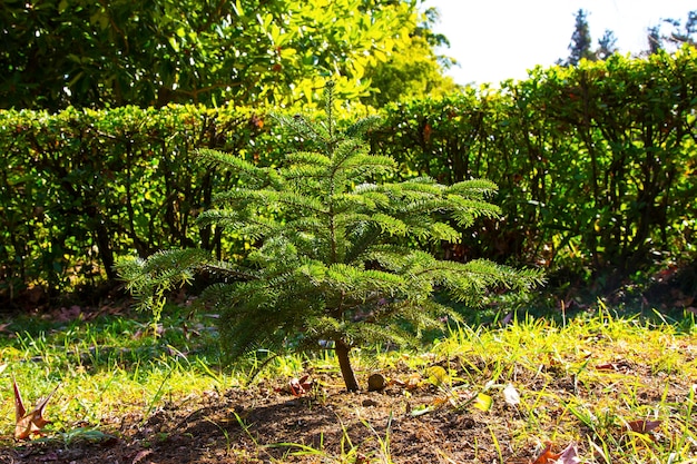 Foto joven árbol de navidad en el parque un pequeño árbol de coníferas al aire libre en un día soleado de primavera