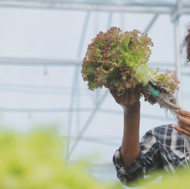 Joven asiática y agricultor senior trabajando juntos en una granja de vegetales de ensalada hidropónica orgánica Propietario de un huerto moderno que usa una tableta digital para inspeccionar la calidad de la lechuga en un jardín de invernadero