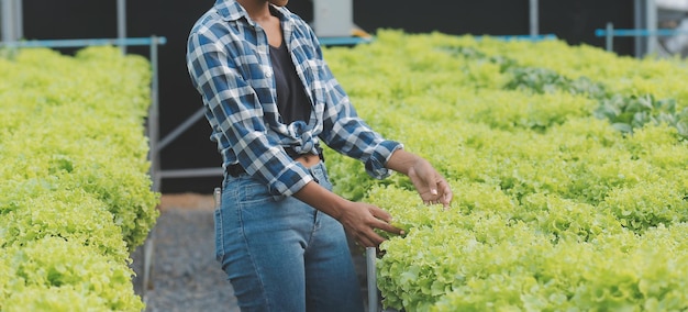 Joven asiática y agricultor senior trabajando juntos en una granja de vegetales de ensalada hidropónica orgánica Propietario de un huerto moderno que usa una tableta digital para inspeccionar la calidad de la lechuga en un jardín de invernadero