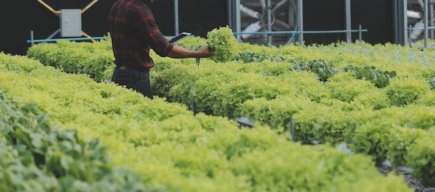 Joven asiática y agricultor senior trabajando juntos en una granja de vegetales de ensalada hidropónica orgánica Propietario de un huerto moderno que usa una tableta digital para inspeccionar la calidad de la lechuga en un jardín de invernadero