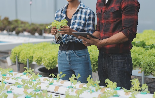 Joven asiática y agricultor senior trabajando juntos en una granja de vegetales de ensalada hidropónica orgánica Propietario de un huerto moderno que usa una tableta digital para inspeccionar la calidad de la lechuga en un jardín de invernadero