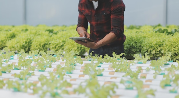 Joven asiática y agricultor senior trabajando juntos en una granja de vegetales de ensalada hidropónica orgánica Propietario de un huerto moderno que usa una tableta digital para inspeccionar la calidad de la lechuga en un jardín de invernadero