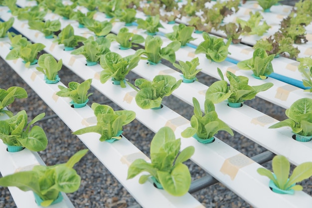 Joven asiática y agricultor senior trabajando juntos en una granja de vegetales de ensalada hidropónica orgánica Propietario de un huerto moderno que usa una tableta digital para inspeccionar la calidad de la lechuga en un jardín de invernadero