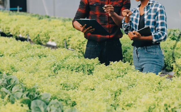 Una joven asiática y un granjero anciano trabajan juntos en una granja de verduras de ensalada hidropónica orgánica El propietario de un huerto moderno que utiliza una tableta digital inspecciona la calidad de la lechuga en el huerto de invernadero