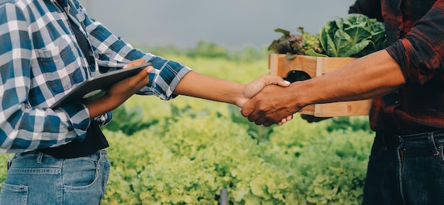 Una joven asiática y un granjero anciano trabajan juntos en una granja de verduras de ensalada hidropónica orgánica El propietario de un huerto moderno que utiliza una tableta digital inspecciona la calidad de la lechuga en el huerto de invernadero