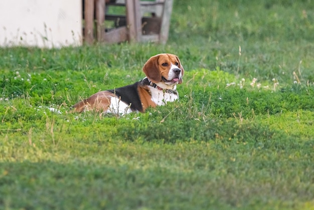 Joven basset hound en el césped en verano Un perro de pura raza Basset hound raza Mascota de cuatro patas