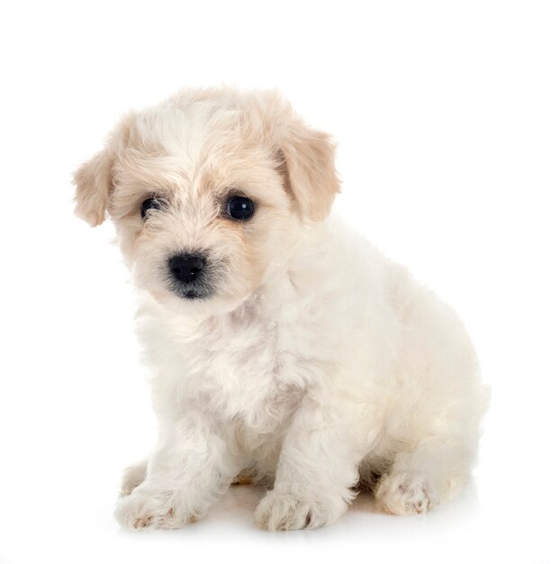 Joven Bichon Frise aislado en blanco