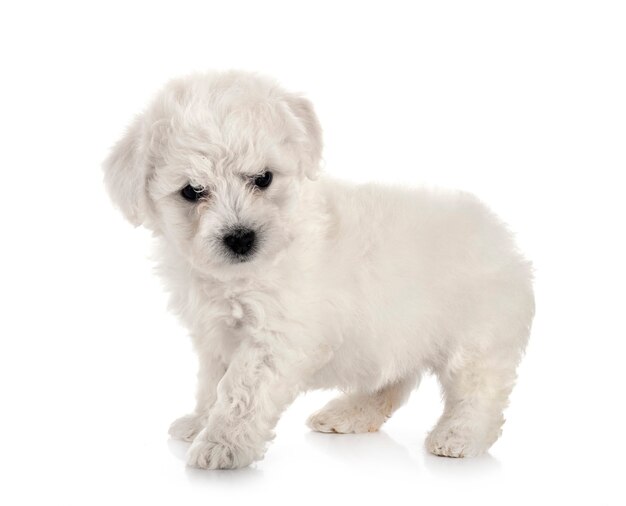 Joven Bichon Frise delante de un fondo blanco