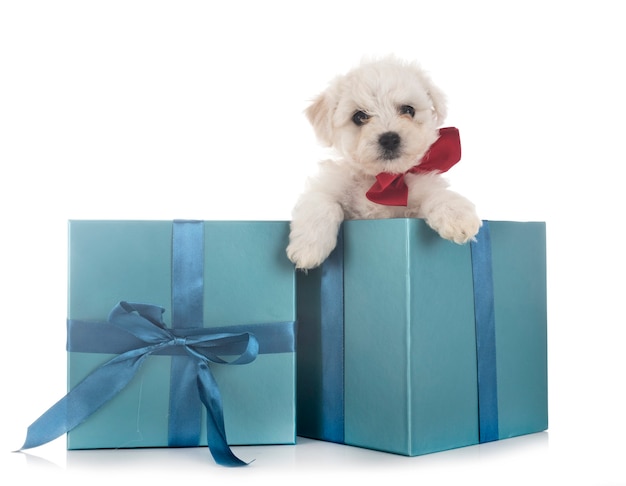 Joven Bichon Frise con regalo