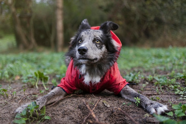 Joven border collie juguetón en suéter rojo juega en el parque