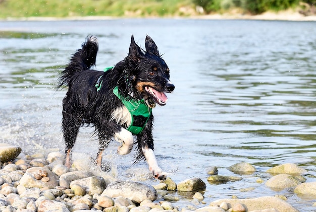 joven border collie nadando en un río en verano