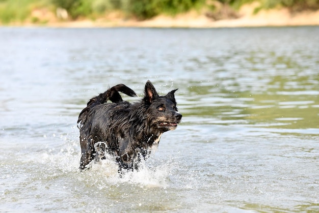 un joven border collie nadando en un río en verano