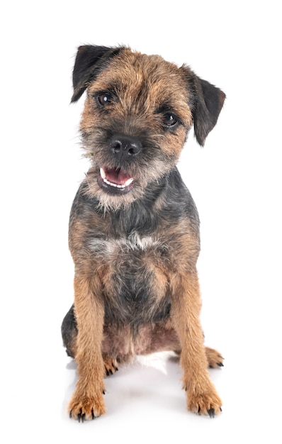 Joven Border Terrier