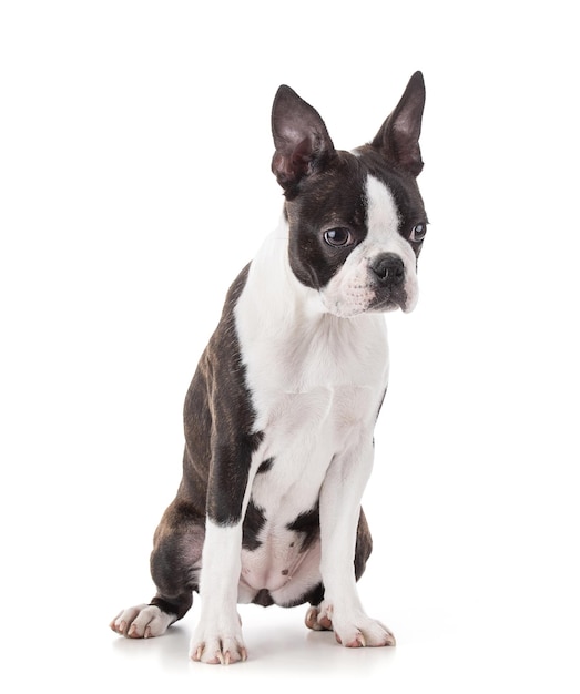 Joven boston terrier bicolor aislado