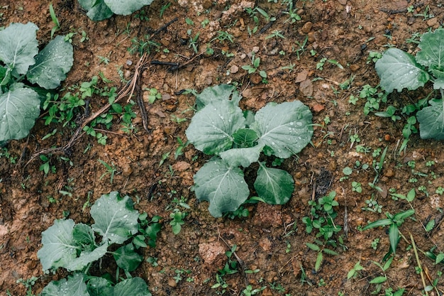 Un joven brote de repollo verde que crece en el suelo.