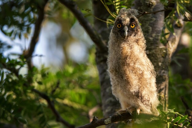 Joven búho chico (Asio otus) sentado en una rama de árbol