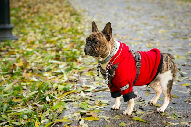 Un joven bulldog francés con una chaqueta roja camina por el parque...