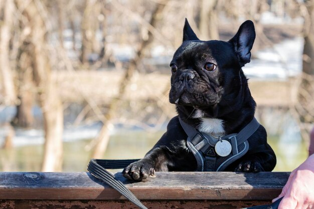 Un joven bulldog francés negro en un paseo en el parque de primavera Closeup