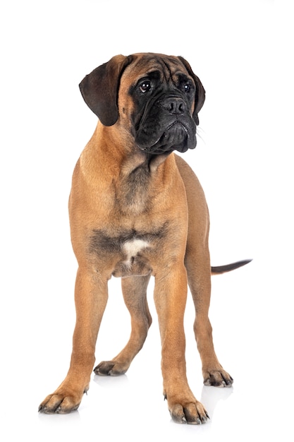 Joven bullmastiff