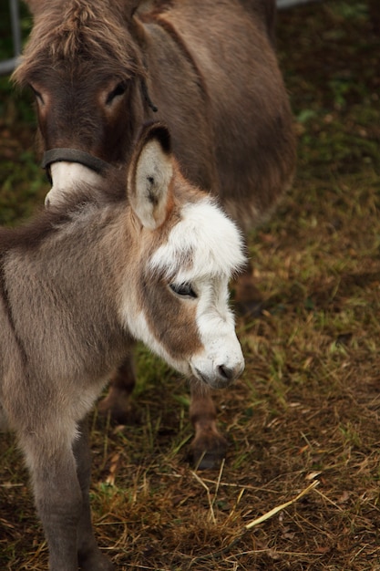 Joven burro joven culo