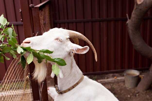 Joven cabra blanca con cuernos en una granja come ramas verdes con hojas