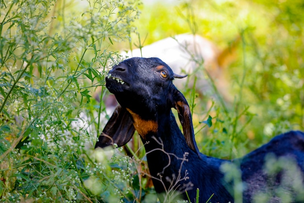 Joven cabra india en el campo