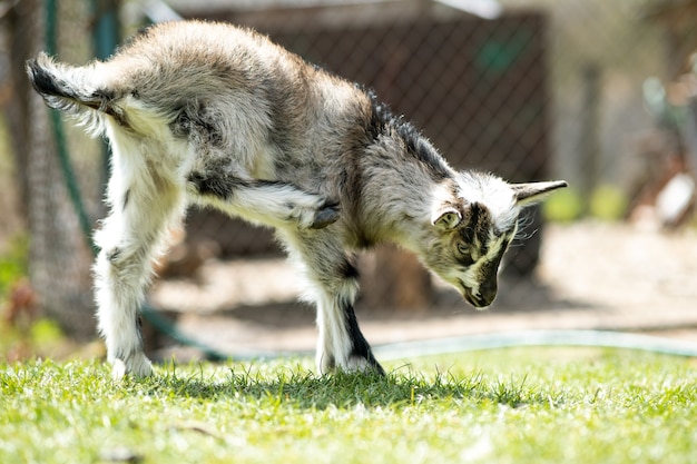 Joven cabrito en corral en día de verano