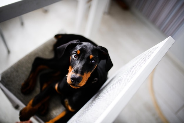 Joven cachorro de Doberman