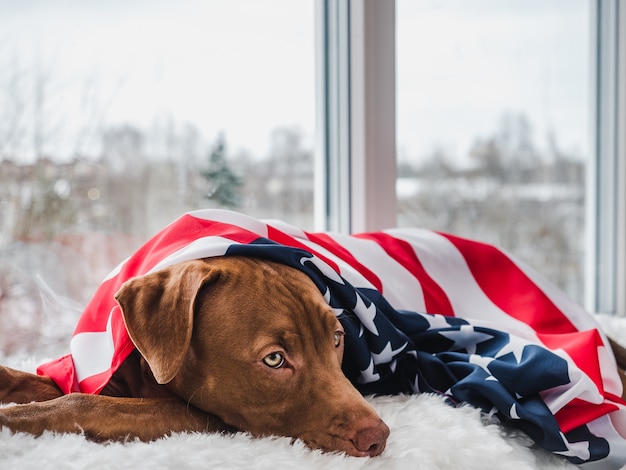 Joven cachorro encantador con bandera americana