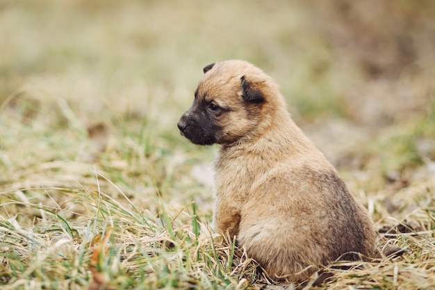 Joven cachorro espera maestro al aire libre