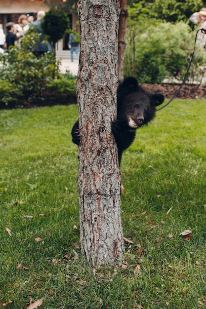 Foto joven cachorro de oso del himalaya