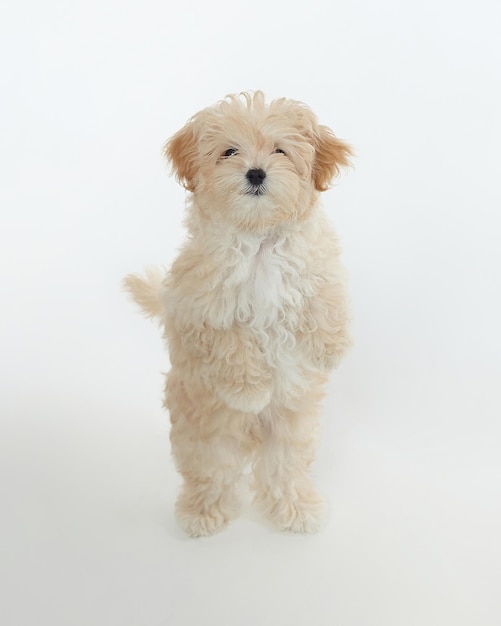 Foto el joven cachorro peludo maltipu se para sobre sus patas traseras en el estudio sobre un fondo blanco